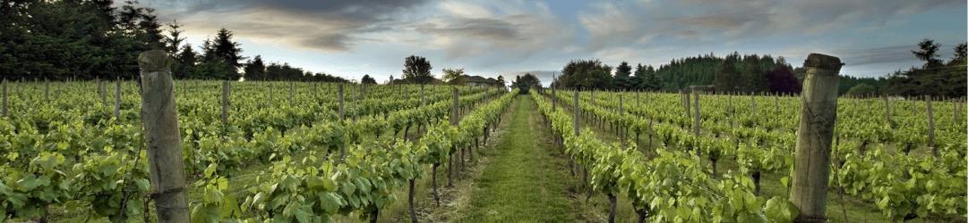 about santori wines
